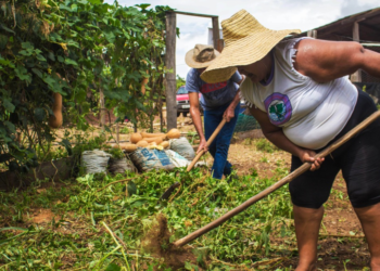 Cooperativas articulam estratégias conjuntas para fortalecer agricultura familiar em Rondônia