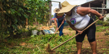 Cooperativas articulam estratégias conjuntas para fortalecer agricultura familiar em Rondônia