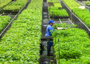 Cooperativas do agro avançam em inventários de carbono com apoio do Sistema OCB