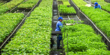 Cooperativas do agro avançam em inventários de carbono com apoio do Sistema OCB 8 Cooperativas do agro avançam em inventários de carbono com apoio do Sistema OCB