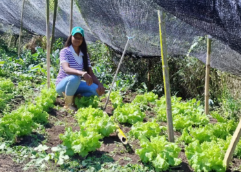 Nova geração aposta em diversificação para garantir renda e permanência no campo