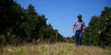 CNJ padroniza recuperação judicial de produtores rurais com novas diretrizes