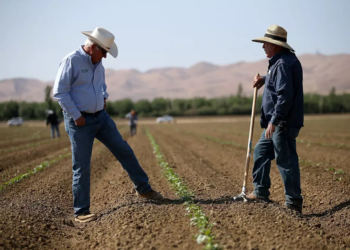 Cooperativas ampliam papel no financiamento do agro com avanço do crédito privado