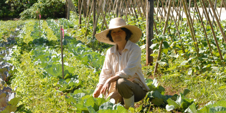 Guerra no Oriente Médio trava expectativa de queda de juros no Plano Safra 2026/27