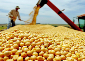 Agropecuária cresce 11,7% e puxa crescimento da economia em 2025 2 Agropecuária cresce 11,7% e puxa crescimento da economia em 2025