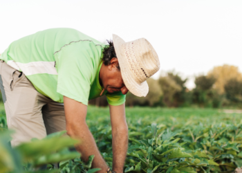 Crédito rural cresce 7% e já soma R$ 354 bilhões contratados