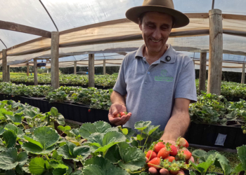 Projeto da Cresol fortalece produção agroecológica e beneficia comunidades do Brasil e Uruguai