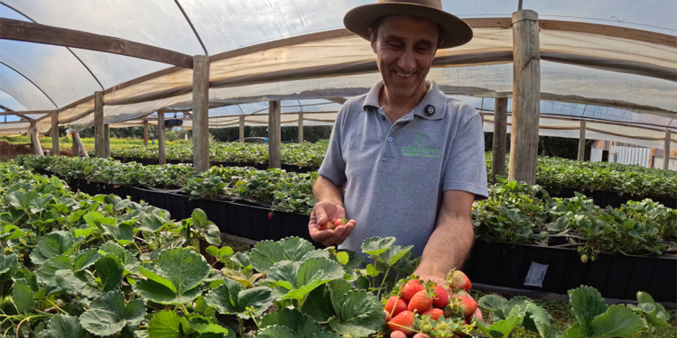 Projeto da Cresol fortalece produção agroecológica e beneficia comunidades do Brasil e Uruguai