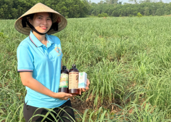 Programas de apoio fortalecem cooperativas vietnamitas geridas por mulheres 2 Programas de apoio fortalecem cooperativas vietnamitas geridas por mulheres