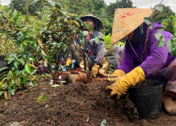 Projetos internacionais impulsionam certificação florestal e gestão de cooperativas no Vietnã
