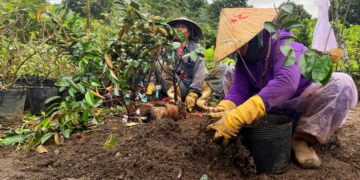 Projetos internacionais impulsionam certificação florestal e gestão de cooperativas no Vietnã