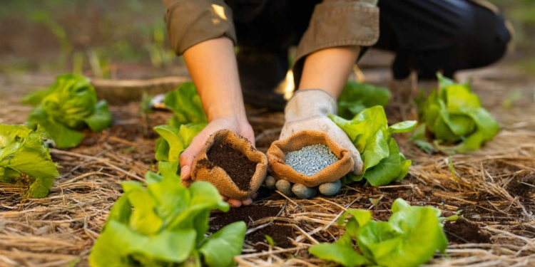 Exportações de insumos agrícolas cresceram 8,7% no primeiro trimestre do ano