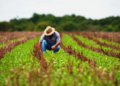 Cooperativismo debate o endividamento rural no país