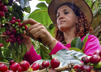 Safra recorde de café em 2026 reforça importância do manejo eficiente de plantas daninhas nas lavouras