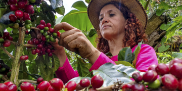 Safra recorde de café em 2026 reforça importância do manejo eficiente de plantas daninhas nas lavouras