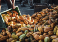 Cooperativas de cacau integram cadeia sustentável responsável por movimentar sociobioeconomia