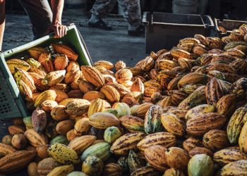Cooperativas de cacau integram cadeia sustentável responsável por movimentar sociobioeconomia