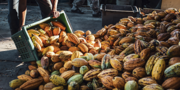 Cooperativas de cacau integram cadeia sustentável responsável por movimentar sociobioeconomia