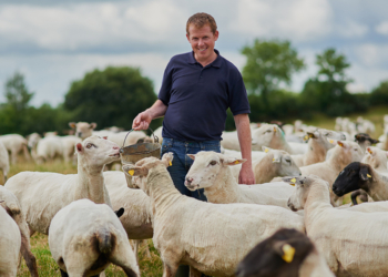 Cooperativa de ovinos impulsiona renda de produtores rurais no Piauí