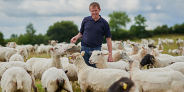 Cooperativa de ovinos impulsiona renda de produtores rurais no Piauí