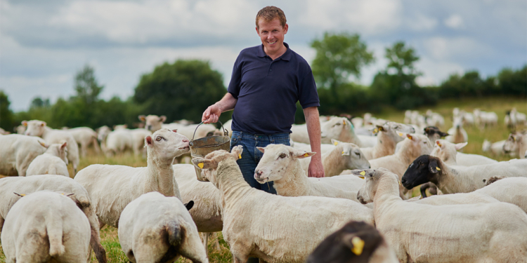 Cooperativa de ovinos impulsiona renda de produtores rurais no Piauí
