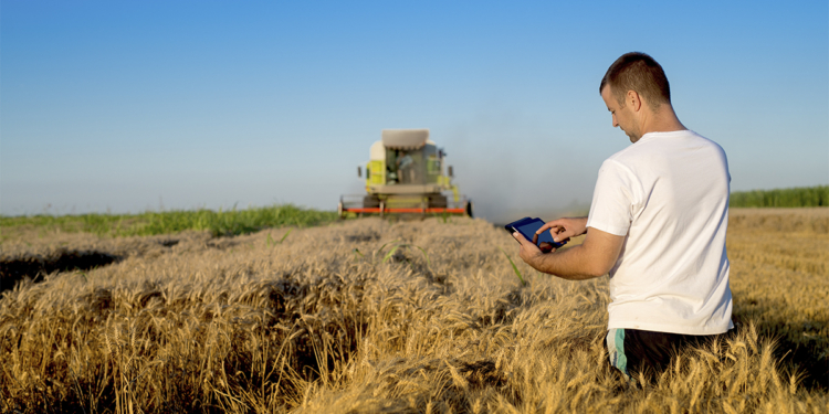 Cooperativa CACB adota tecnologia para reduzir dependência de insumos importados no cultivo de trigo