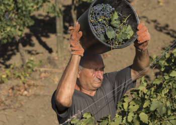 Reformas no Proagro deixaram 58 mil produtores sem cobertura de safra, aponta pesquisa da FGV-Agro 2 Reformas no Proagro deixaram 58 mil produtores sem cobertura de safra, aponta pesquisa da FGV-Agro