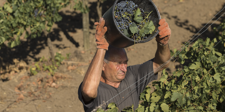 Reformas no Proagro deixaram 58 mil produtores sem cobertura de safra, aponta pesquisa da FGV-Agro 1 Reformas no Proagro deixaram 58 mil produtores sem cobertura de safra, aponta pesquisa da FGV-Agro