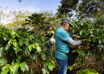Cooperativa Cooxupé viabiliza venda de créditos de carbono e distribui R$ 104 mil em projeto piloto