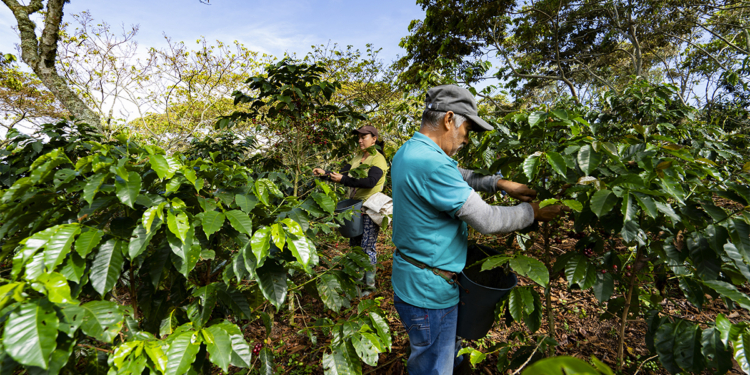 Cooperativa Cooxupé viabiliza venda de créditos de carbono e distribui R$ 104 mil em projeto piloto 1 Cooperativa Cooxupé viabiliza venda de créditos de carbono e distribui R$ 104 mil em projeto piloto