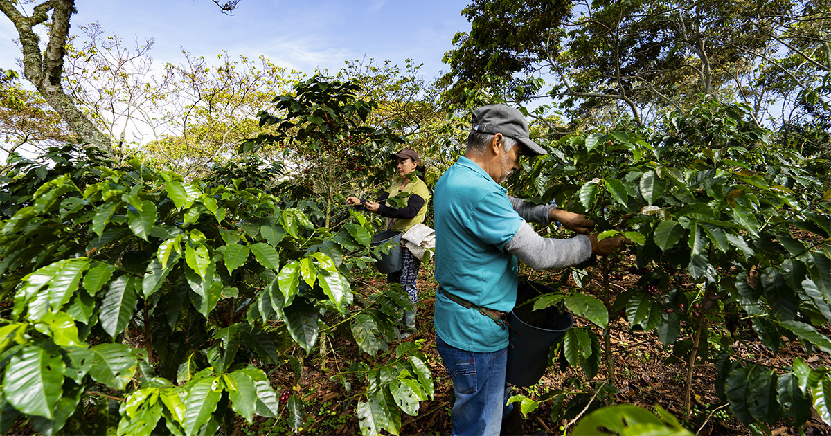 Cooperativa Cooxupé viabiliza venda de créditos de carbono e distribui R$ 104 mil em projeto piloto
