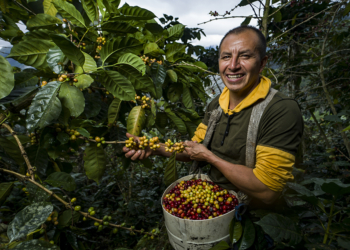 Dia Mundial do Café destaca força das cooperativas no setor cafeeiro