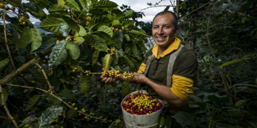 Dia Mundial do Café destaca força das cooperativas no setor cafeeiro