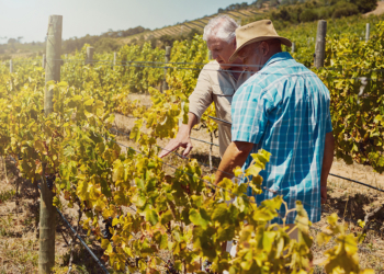 Cooperativa Vinícola Garibaldi celebra 95 anos com manifesto institucional
