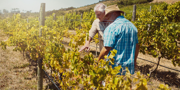 Cooperativa Vinícola Garibaldi celebra 95 anos com manifesto institucional