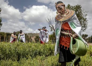 FAO e Aliança Cooperativa Internacional reforçam parceria para apoiar mulheres agricultoras