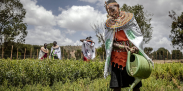 FAO e Aliança Cooperativa Internacional reforçam parceria para apoiar mulheres agricultoras