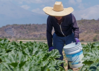 Trabalho rural ganha protagonismo econômico e reforça papel estratégico do cooperativismo 2 Trabalho rural ganha protagonismo econômico e reforça papel estratégico do cooperativismo