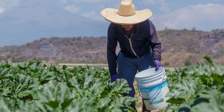 Agro alcança 25% do PIB e reforça papel do trabalho rural 1 Trabalho rural ganha protagonismo econômico e reforça papel estratégico do cooperativismo