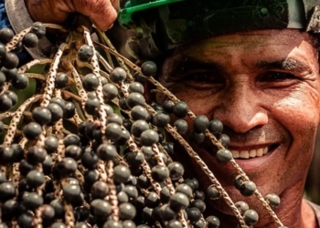 Cooperativa do Amapá fecha contrato para exportar 15 mil toneladas de açaí à China até 2031 2 Cooperativa do Amapá fecha contrato para exportar 15 mil toneladas de açaí à China até 2031