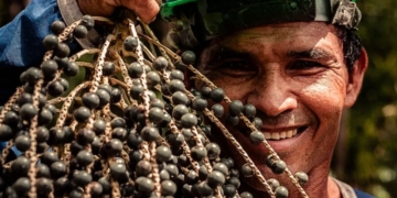 Cooperativa do Amapá fecha contrato para exportar 15 mil toneladas de açaí à China até 2031 8 Cooperativa do Amapá fecha contrato para exportar 15 mil toneladas de açaí à China até 2031