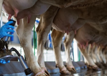 Cooperativa Castrolanda produz 1,5 mi de litros de leite por dia com 300 produtores e 50 mil vacas monitoradas