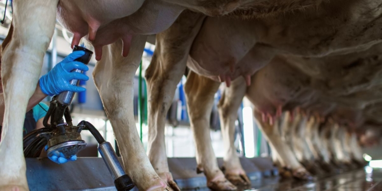 Cooperativa Castrolanda produz 1,5 mi de litros de leite por dia com 300 produtores e 50 mil vacas monitoradas 1 Cooperativa Castrolanda produz 1,5 mi de litros de leite por dia com 300 produtores e 50 mil vacas monitoradas