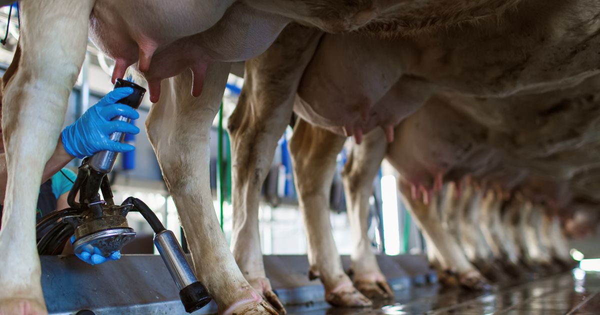Cooperativa Castrolanda produz 1,5 mi de litros de leite por dia com 300 produtores e 50 mil vacas monitoradas 2 Cooperativa Castrolanda produz 1,5 mi de litros de leite por dia com 300 produtores e 50 mil vacas monitoradas