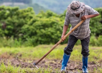 Agricultura familiar responde por 75% das propriedades rurais no Espírito Santo e sustenta cooperativismo capixaba