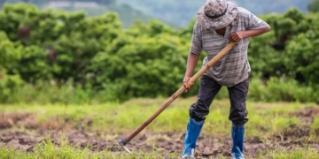 Agricultura familiar responde por 75% das propriedades rurais no Espírito Santo e sustenta cooperativismo capixaba