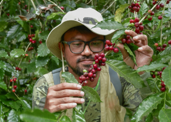 Mudança no clima mobiliza cooperativas de café