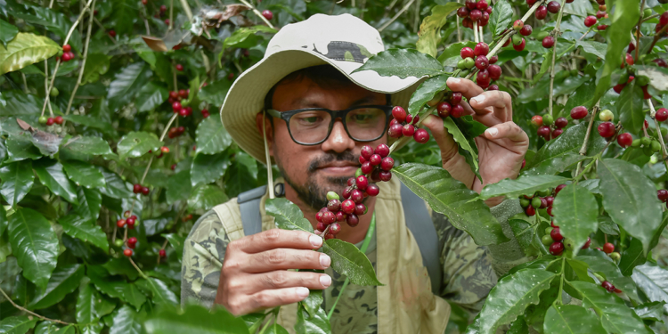 Mudança no clima mobiliza cooperativas de café