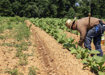Agronegócio responde por 26,3% dos empregos no Brasil e atinge recorde de 28,4 milhões de ocupados