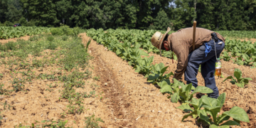 Agronegócio responde por 26,3% dos empregos no Brasil e atinge recorde de 28,4 milhões de ocupados